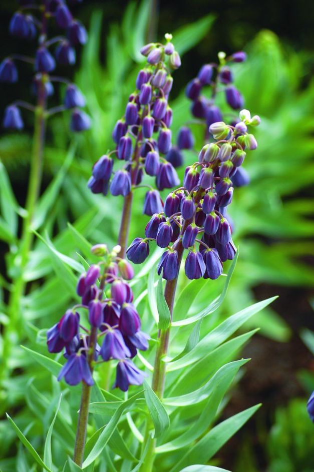 Fritillaria Persica